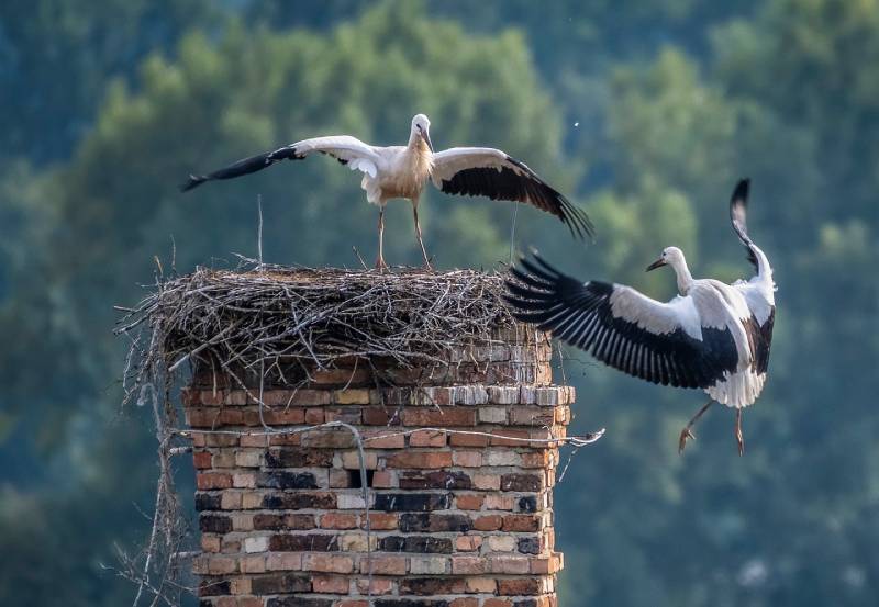 Professional Chimney Animal Removal Services in Rochester, Michigan
