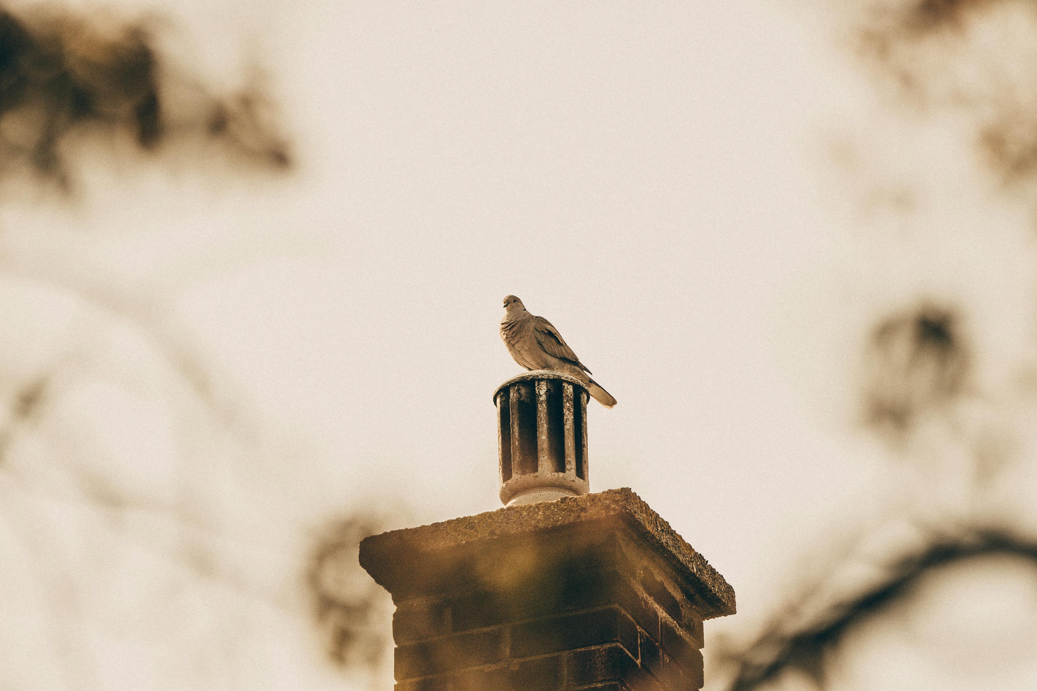 Professional Chimney Cap and Damper In Rochester Michigan